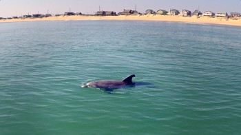Curious Dolphin